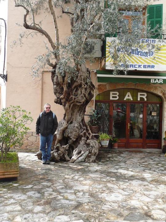 sizilien-mallorca 204.jpg - Rostia und der 1000j�hrige Olivenbaum in Valldemossa